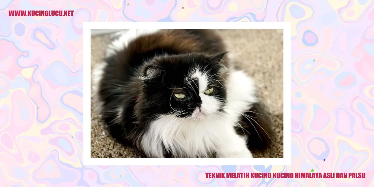 Foto Kucing Himalaya