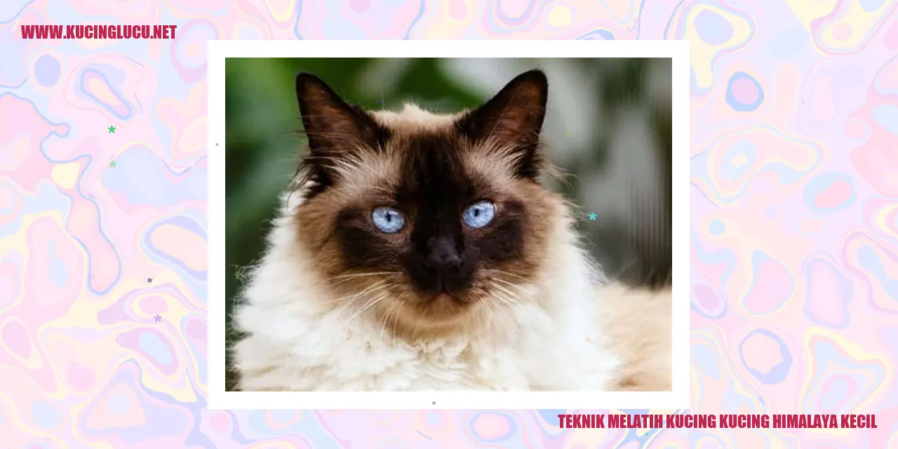 Gambar Kucing Himalaya Kecil