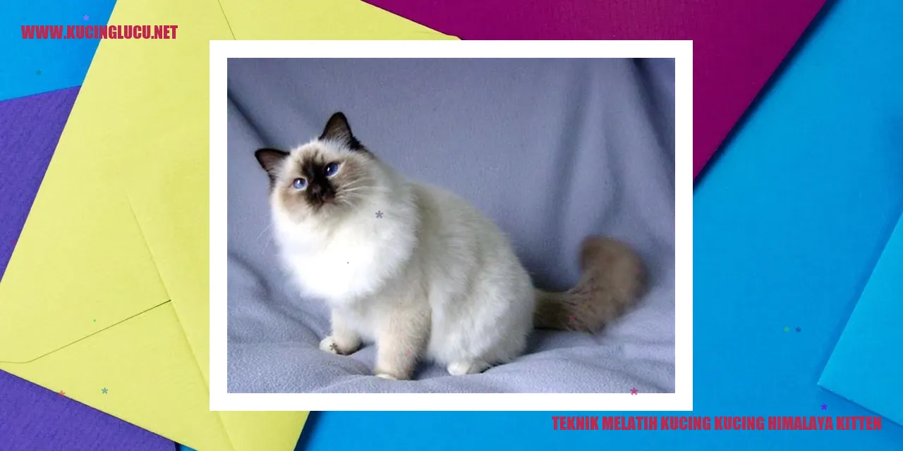 Kucing Himalaya Anak Kucing