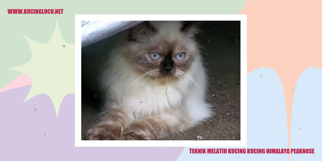 Teknik Melatih Kucing kucing himalaya peaknose