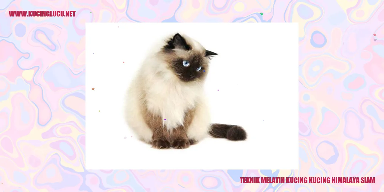 Kucing Himalaya Siam