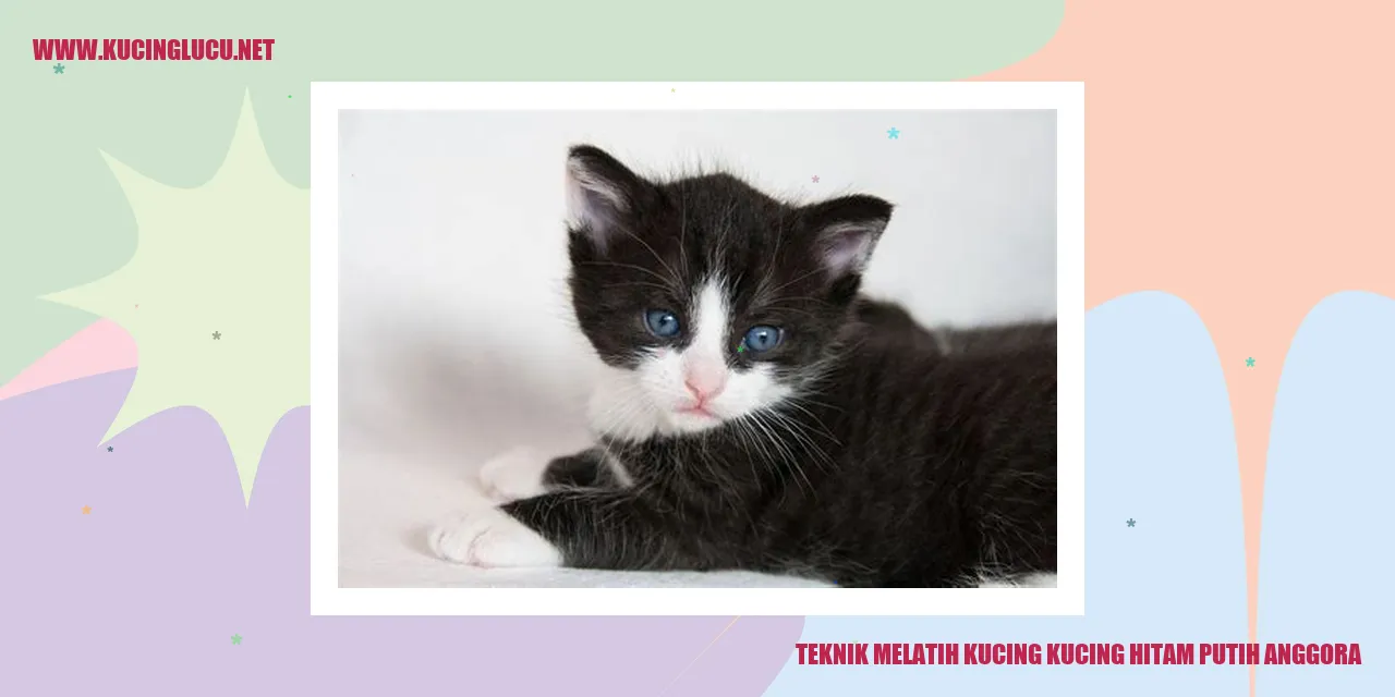 Kucing Hitam Putih Anggora
