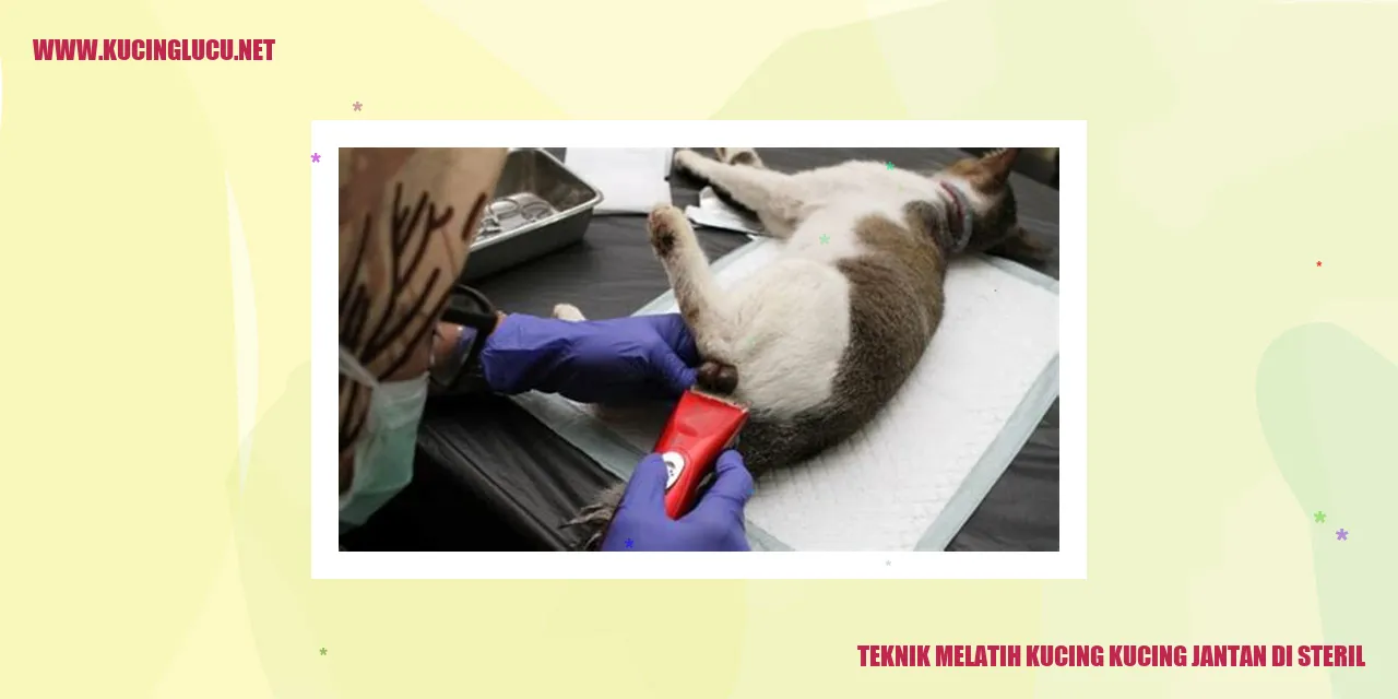 Ilustrasi kucing jantan di steril