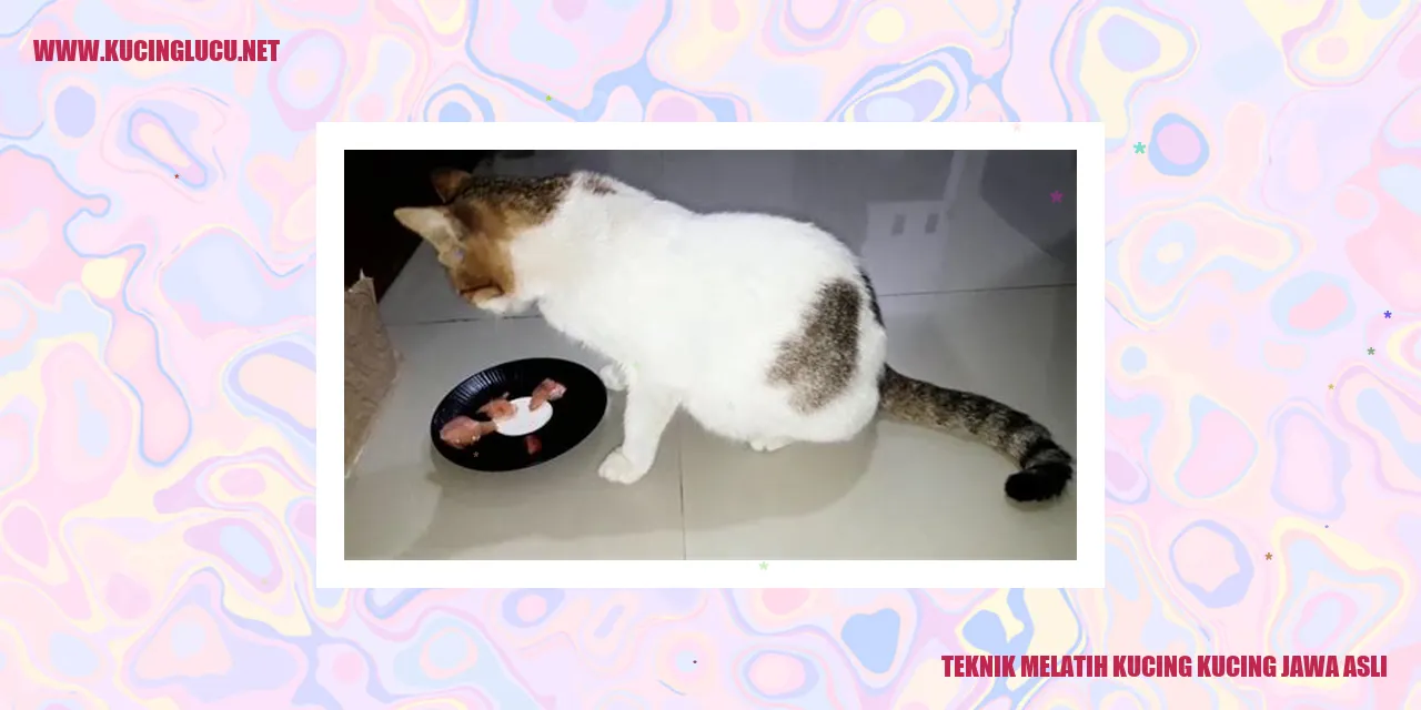 Gambar Kucing Jawa Asli