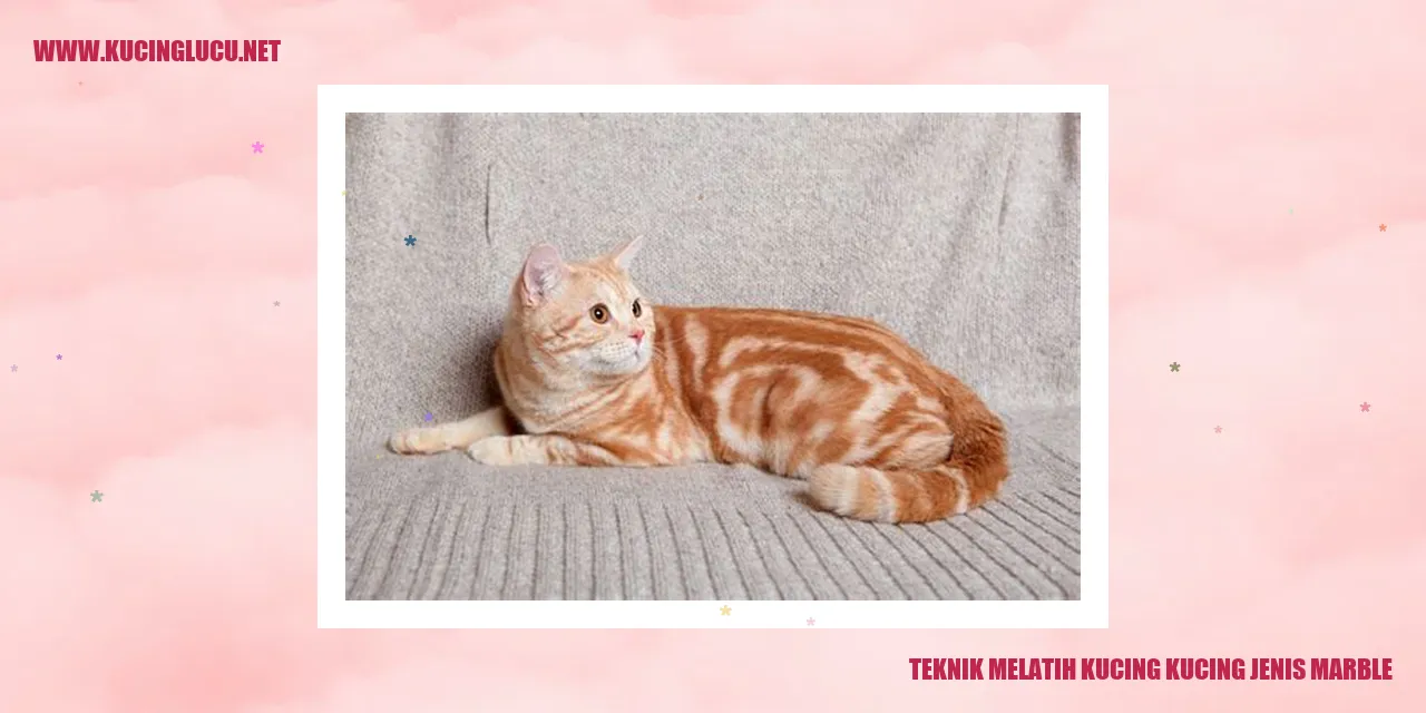 Gambar Kucing Marble