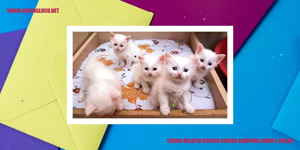 Kucing kampung umur 2 bulan