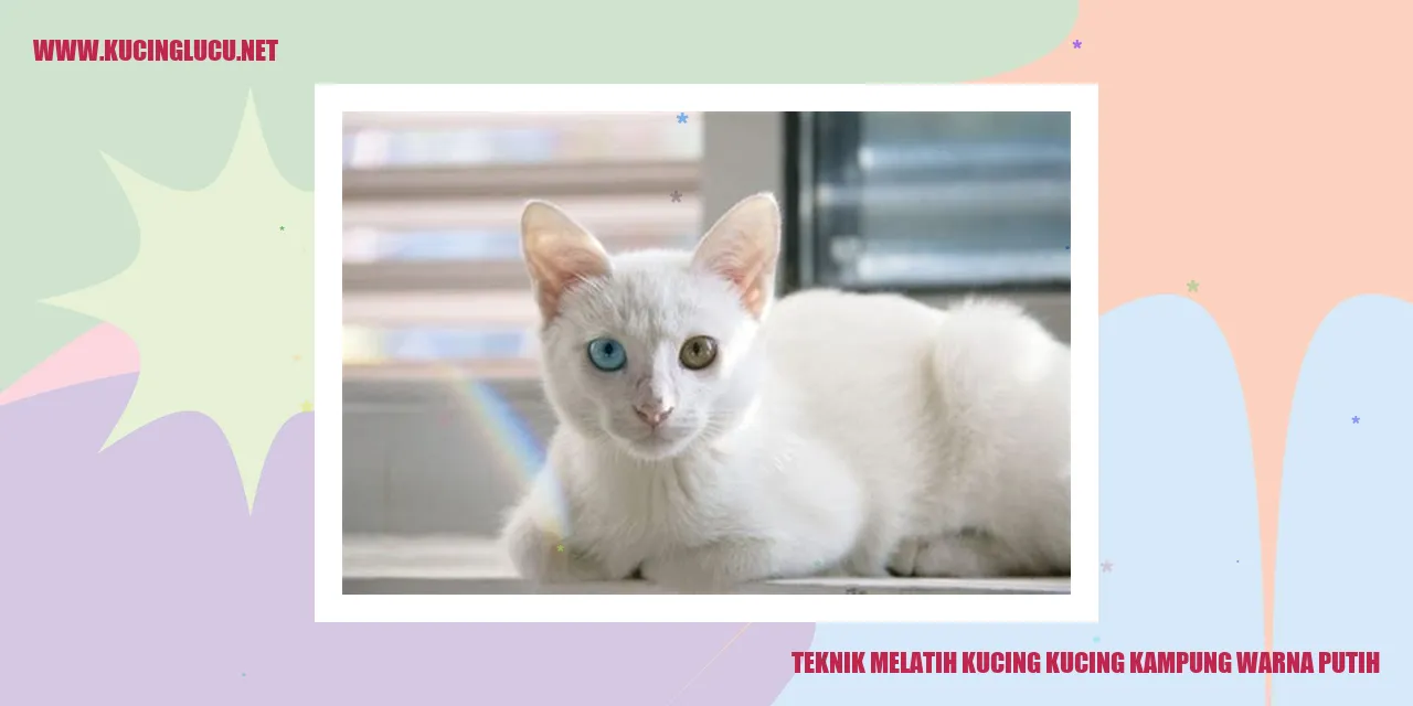 Gambar kucing kampung warna putih
