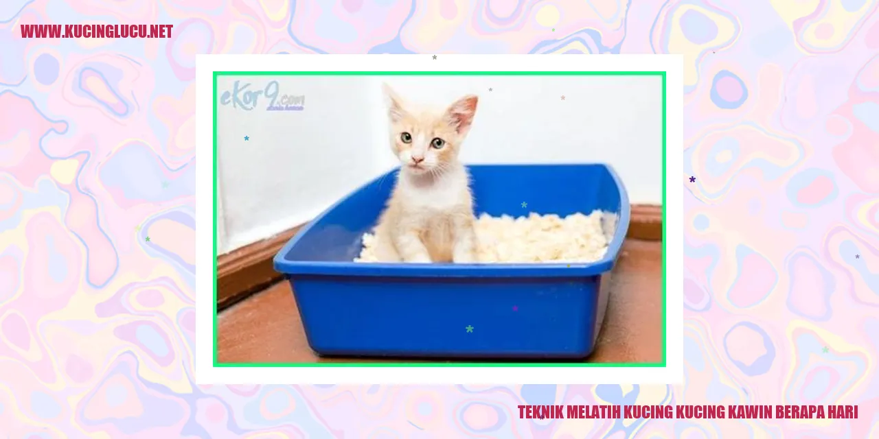 Kucing Kawin