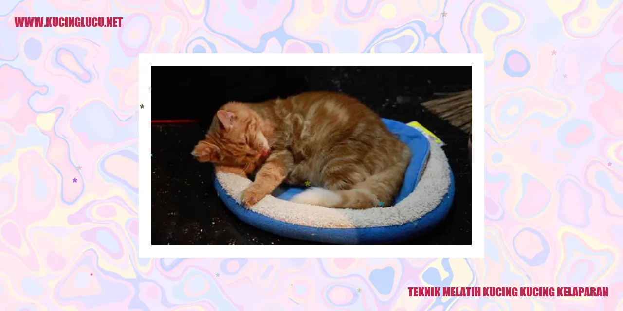Gambar kucing yang lapar