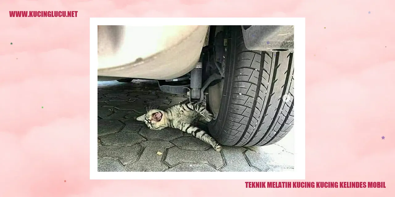 Melatih Kucing agar Tidak Terkena Mobil