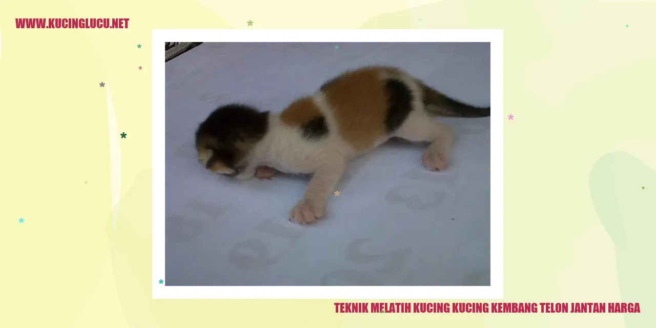 Kucing Kucing Kembang Telon Jantan