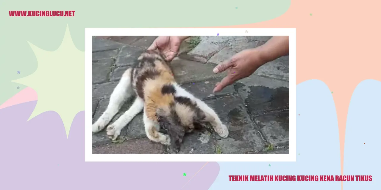 Gambar Kucing yang Diajari Melatih Keterampilan