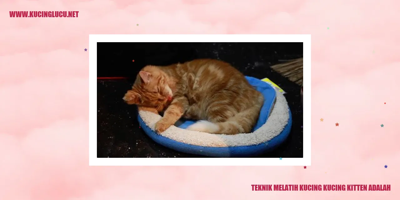 Teknik Melatih Kucing Kitten