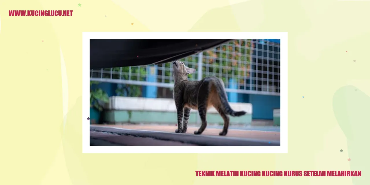 Teknik Menyapih Kucing Kurus Setelah Melahirkan
