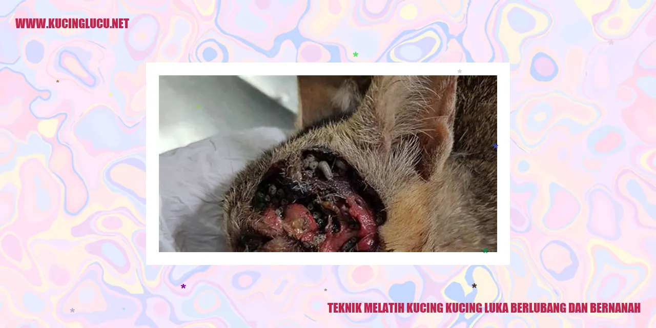 Kucing dengan luka berlubang dan bernanah