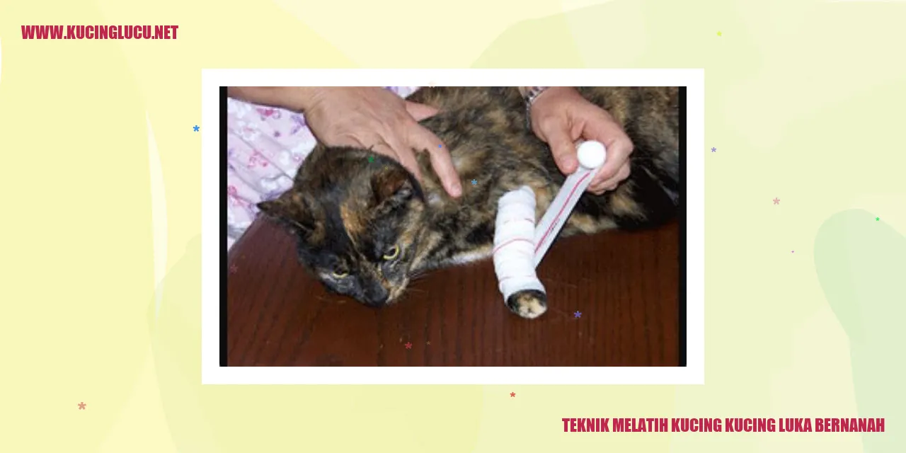 Gambar Kucing Luka Bernanah