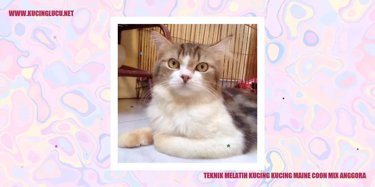 Kucing Maine Coon Mix Anggora