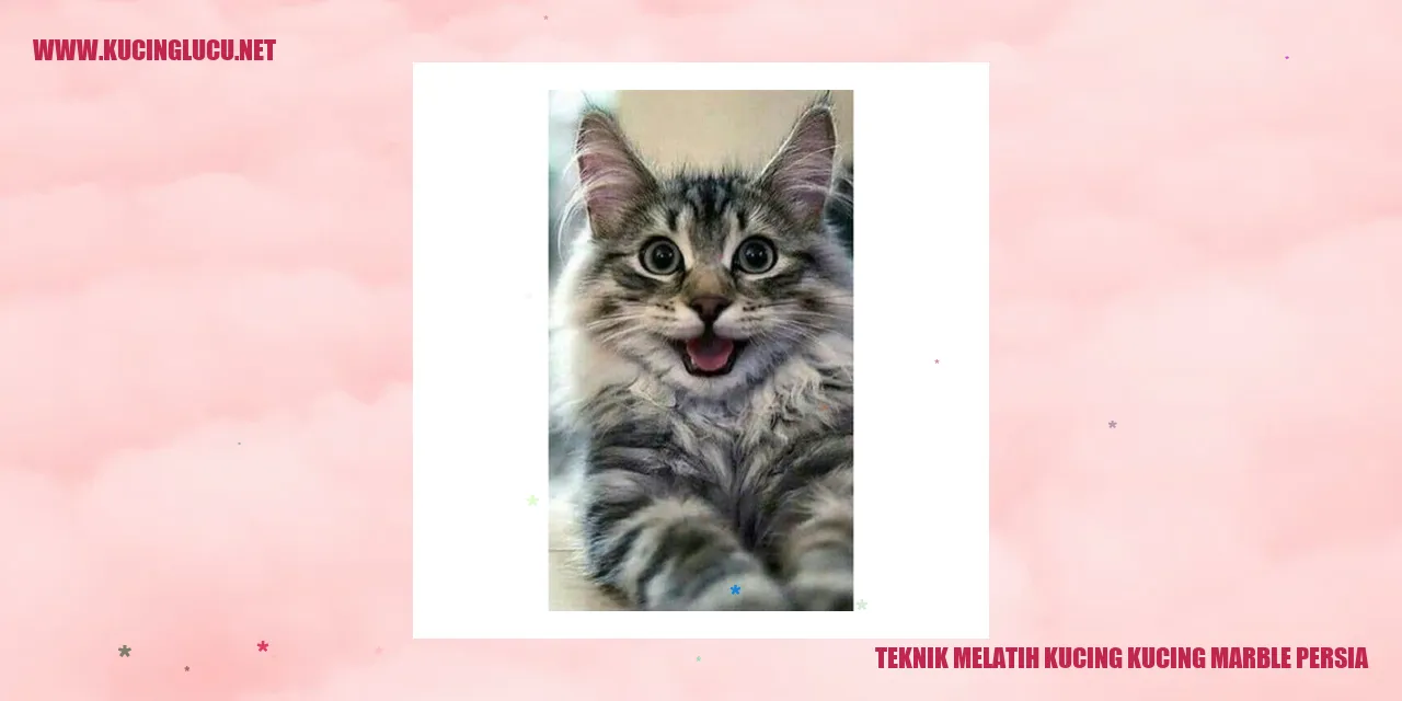 Kucing Marble Persia