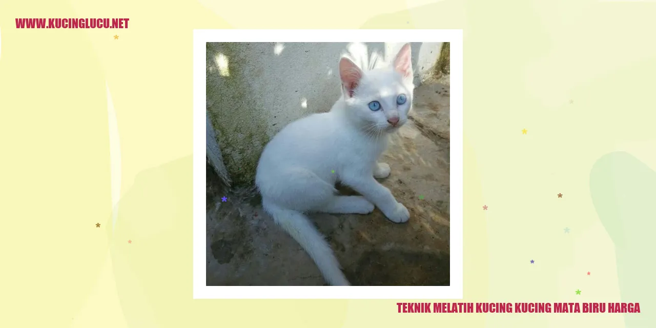 gambar kucing mata biru