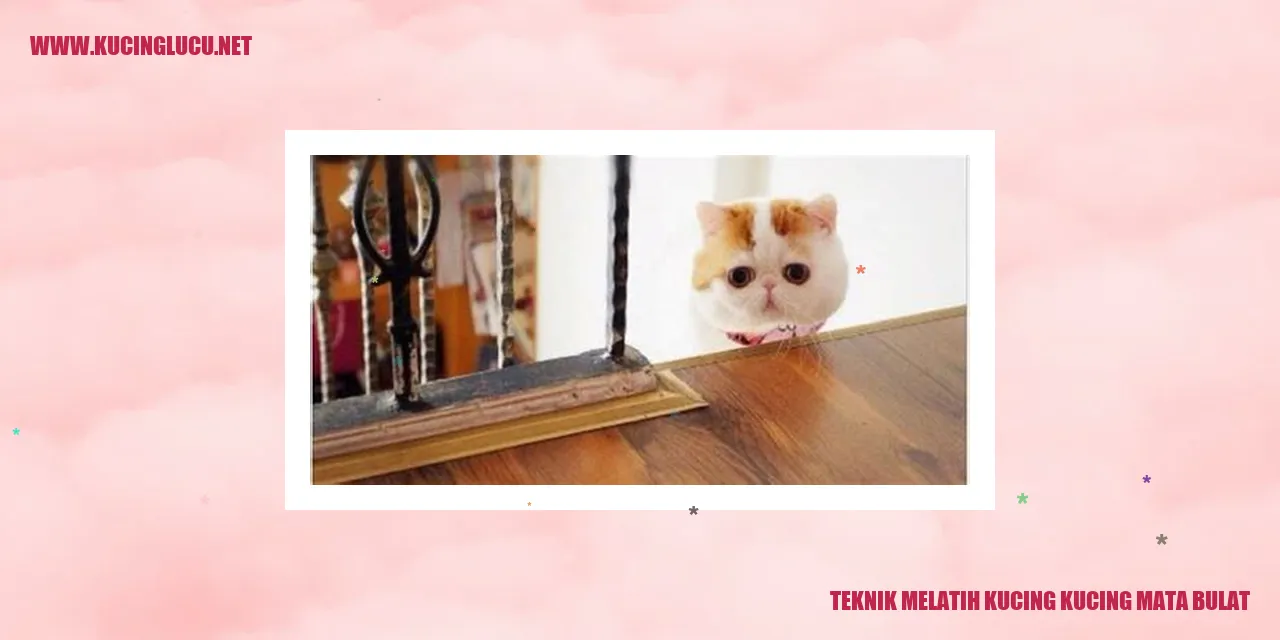 Gambar Kucing Mata Bulat