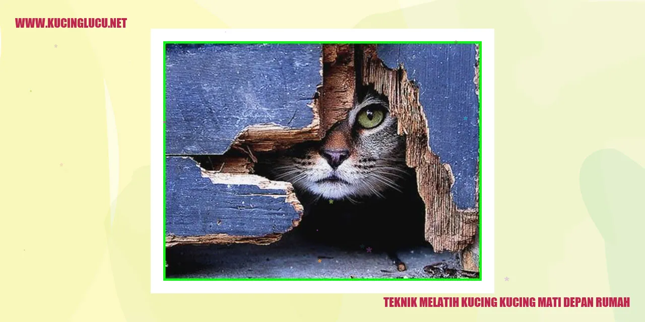 Gambar Kucing Tewas di Depan Rumah