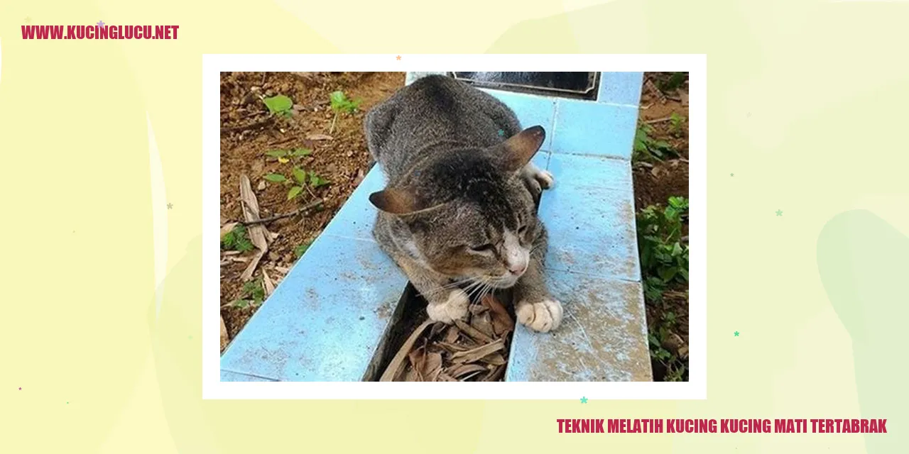 Gambar kucing yang sedang dilatih