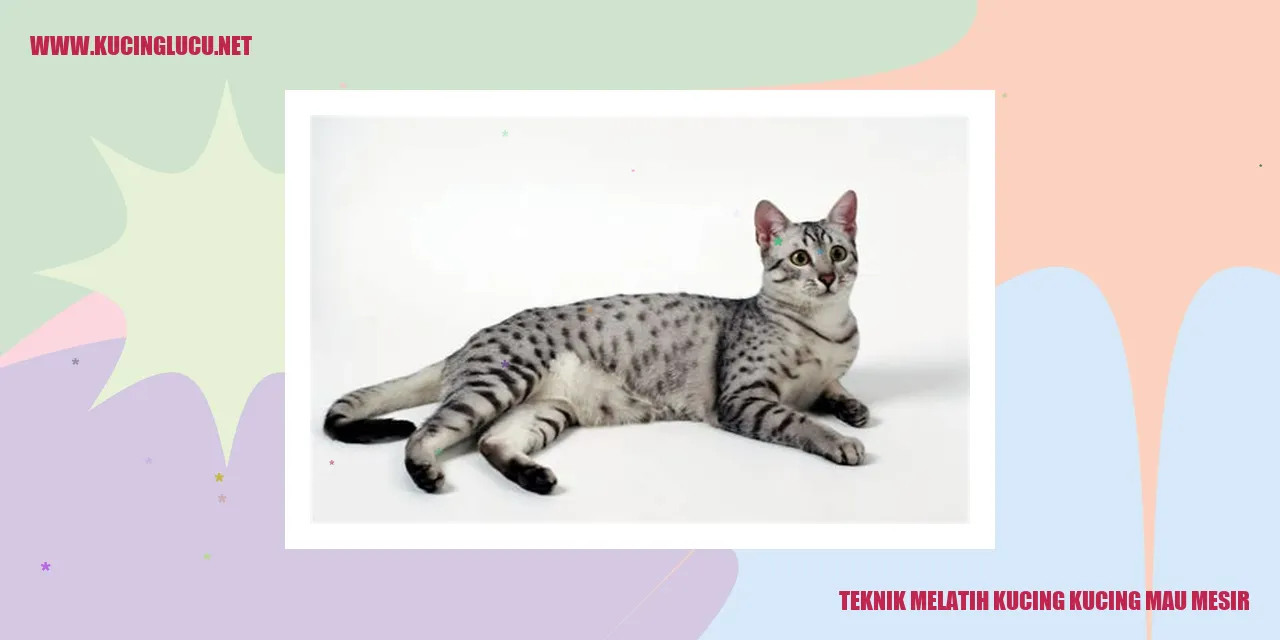 Gambar kucing sedang belajar