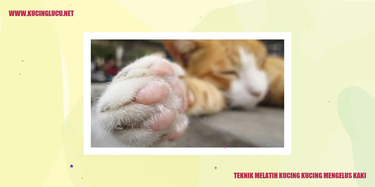 Foto Kucing Senang Diajak Mengelus Kaki