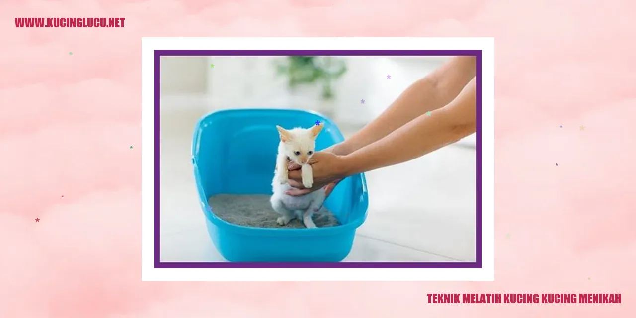 Gambar Kucing Menikah