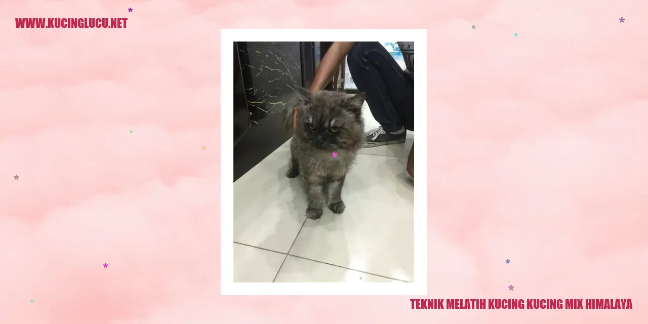 Kucing Mix Himalaya