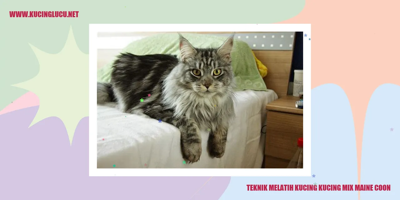 Teknik Pelatihan Kucing Mix Maine Coon