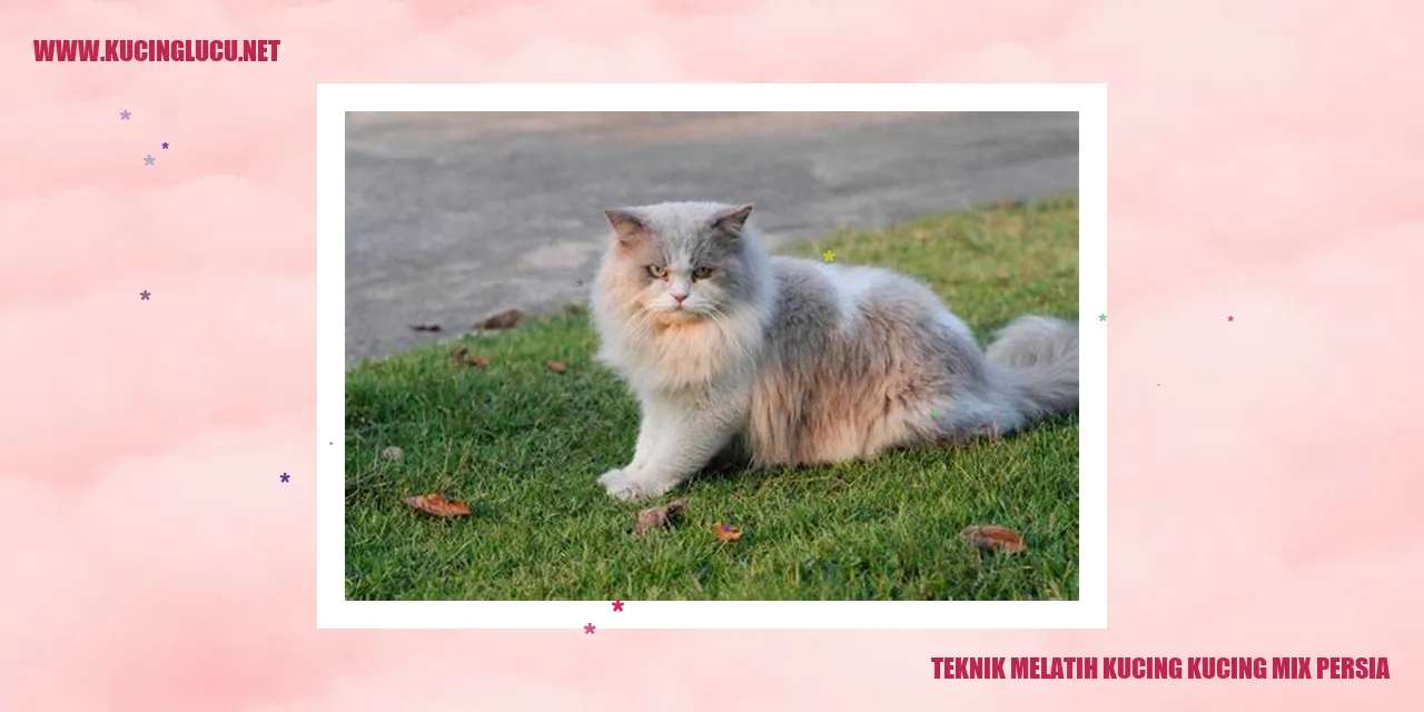 Gambar Kucing Mix Persia