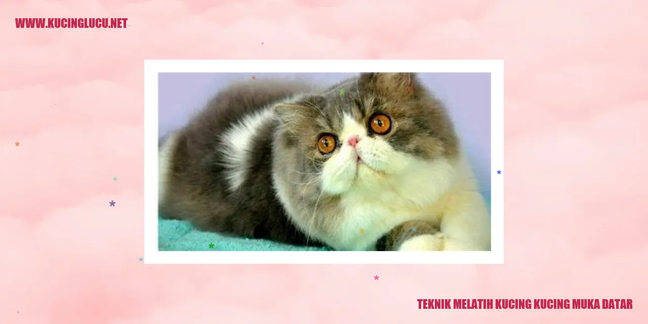 Kucing Bermuka Cekung