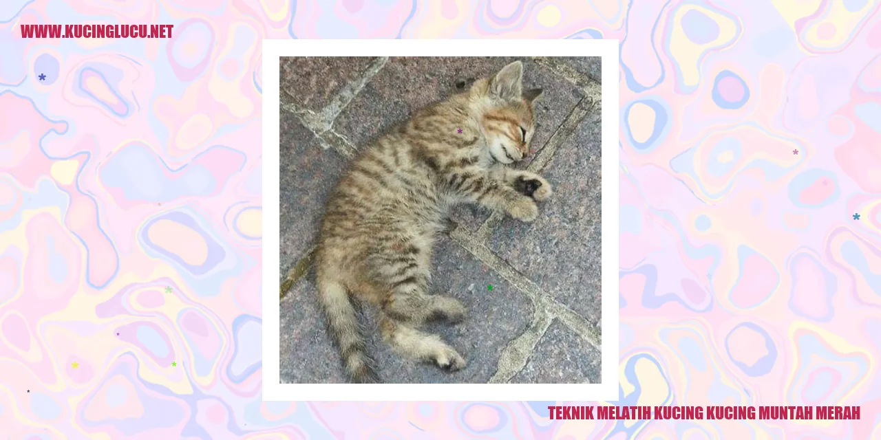 Gambar kucing yang lucu