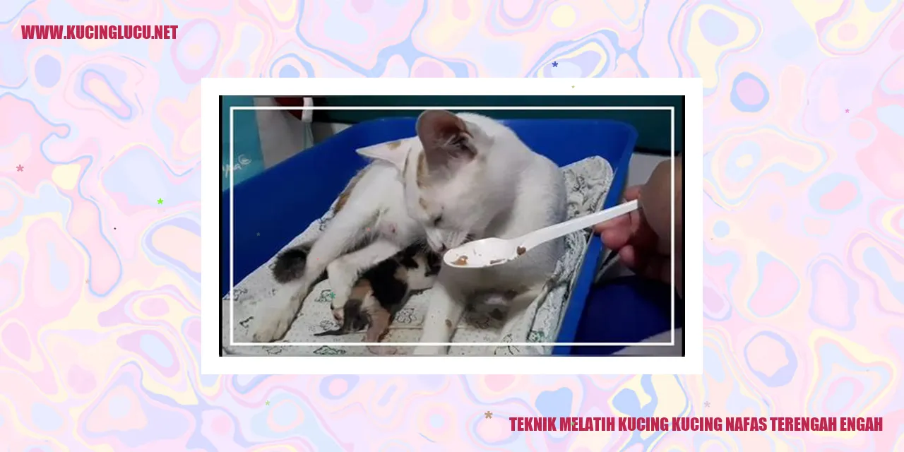 Gambar kucing yang sedang bermain