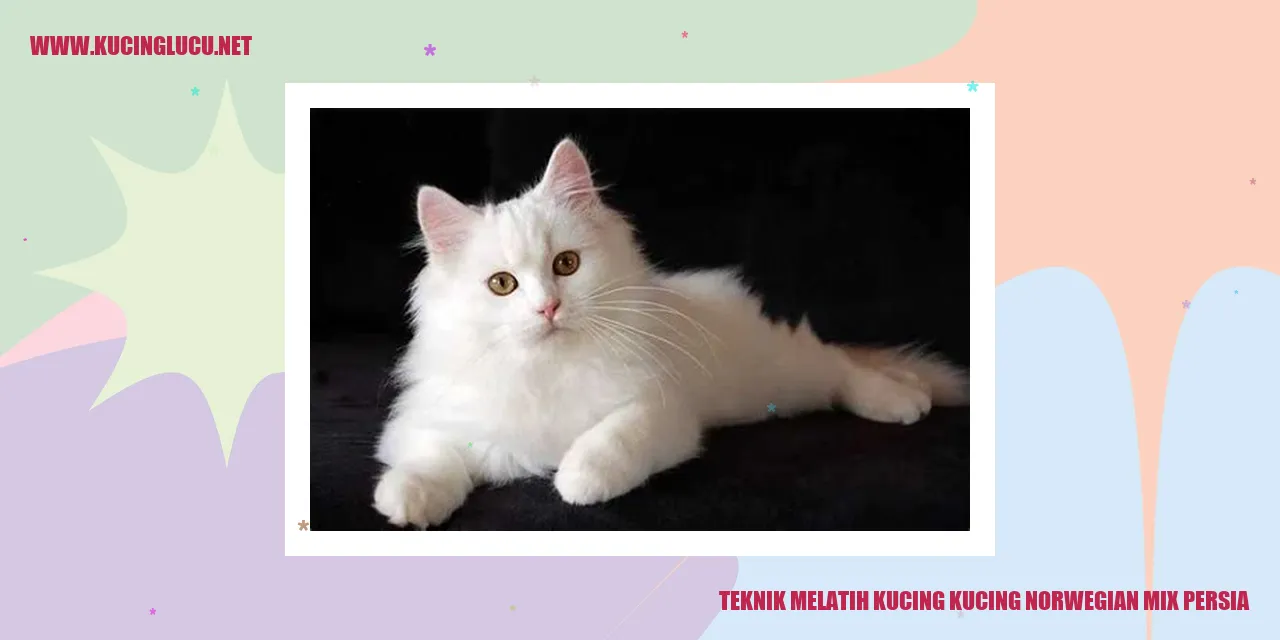 Kucing Norwegian Mix Persia