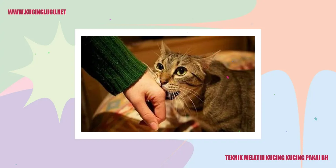 kucing memakai bra