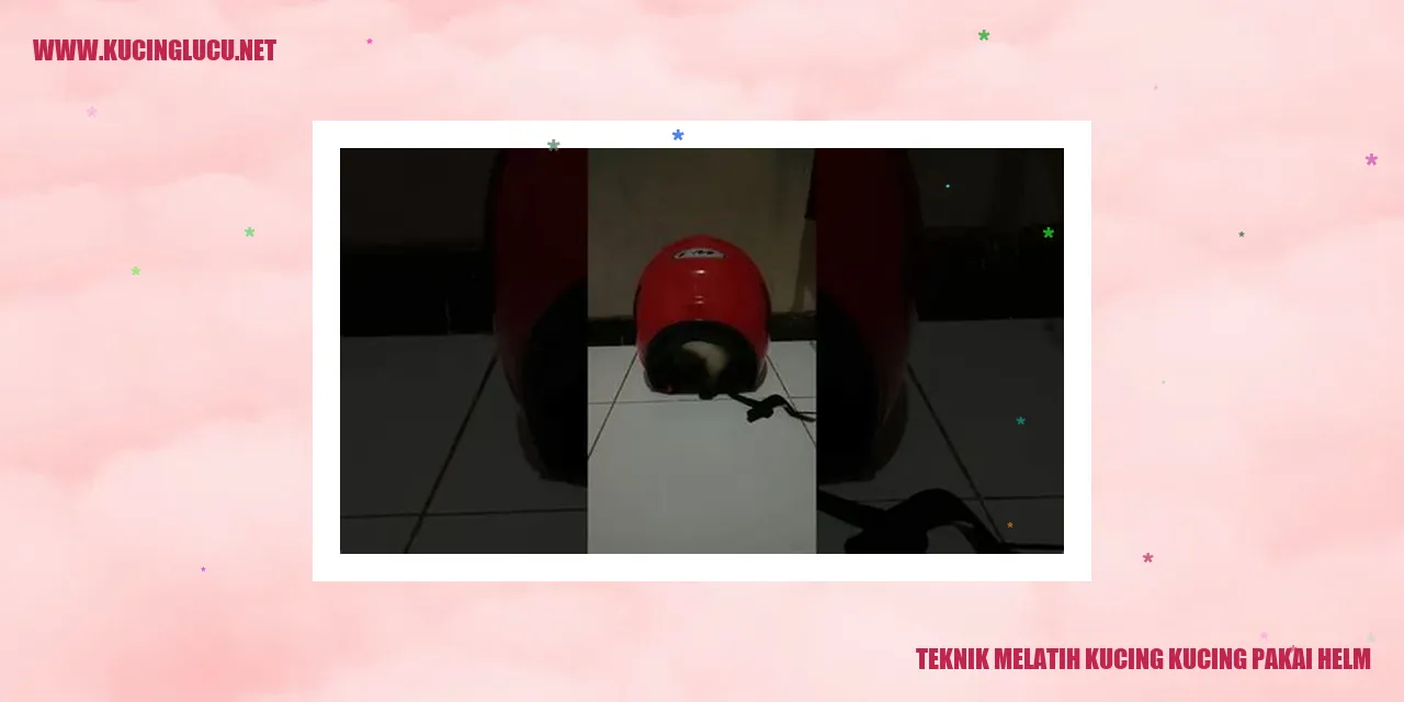 Gambar Kucing Pakai Helm