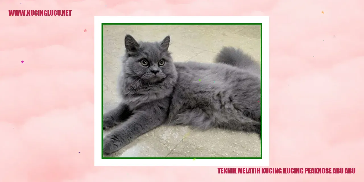 Kucing peaknose abu-abu