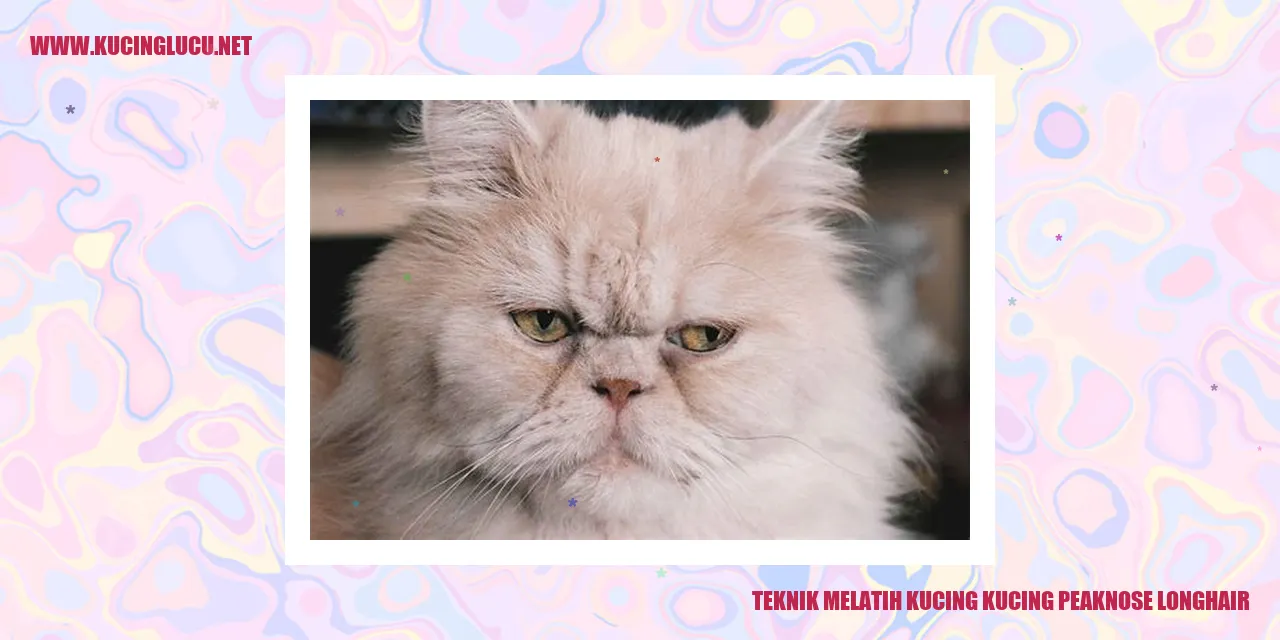 Gambar Kucing Peaknose Longhair