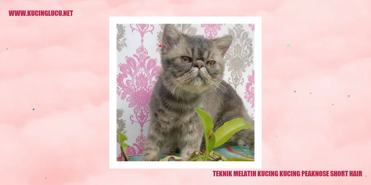 Melatih Kucing Peaknose Short Hair