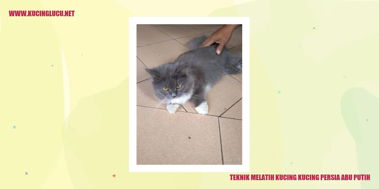 Gambar kucing persia abu putih