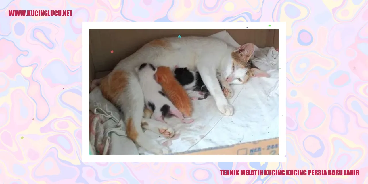 Gambar Kucing Persia Baru Lahir