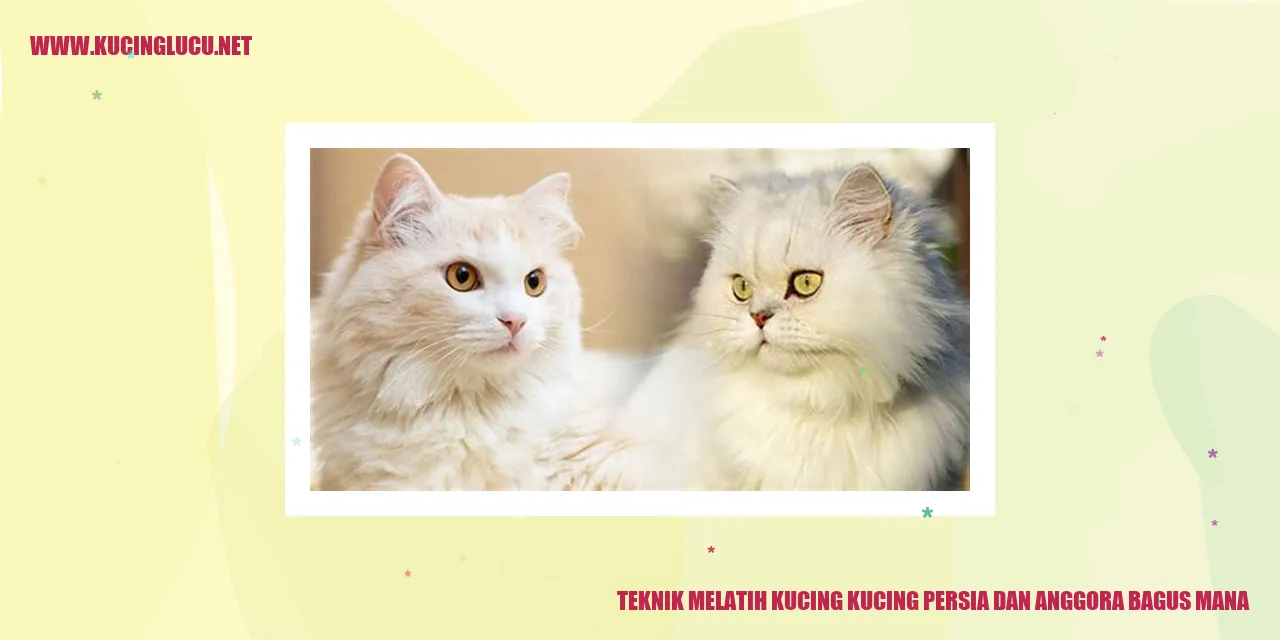 Gambar Kucing Persia dan Anggora
