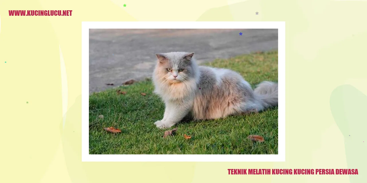Kucing Persia Dewasa