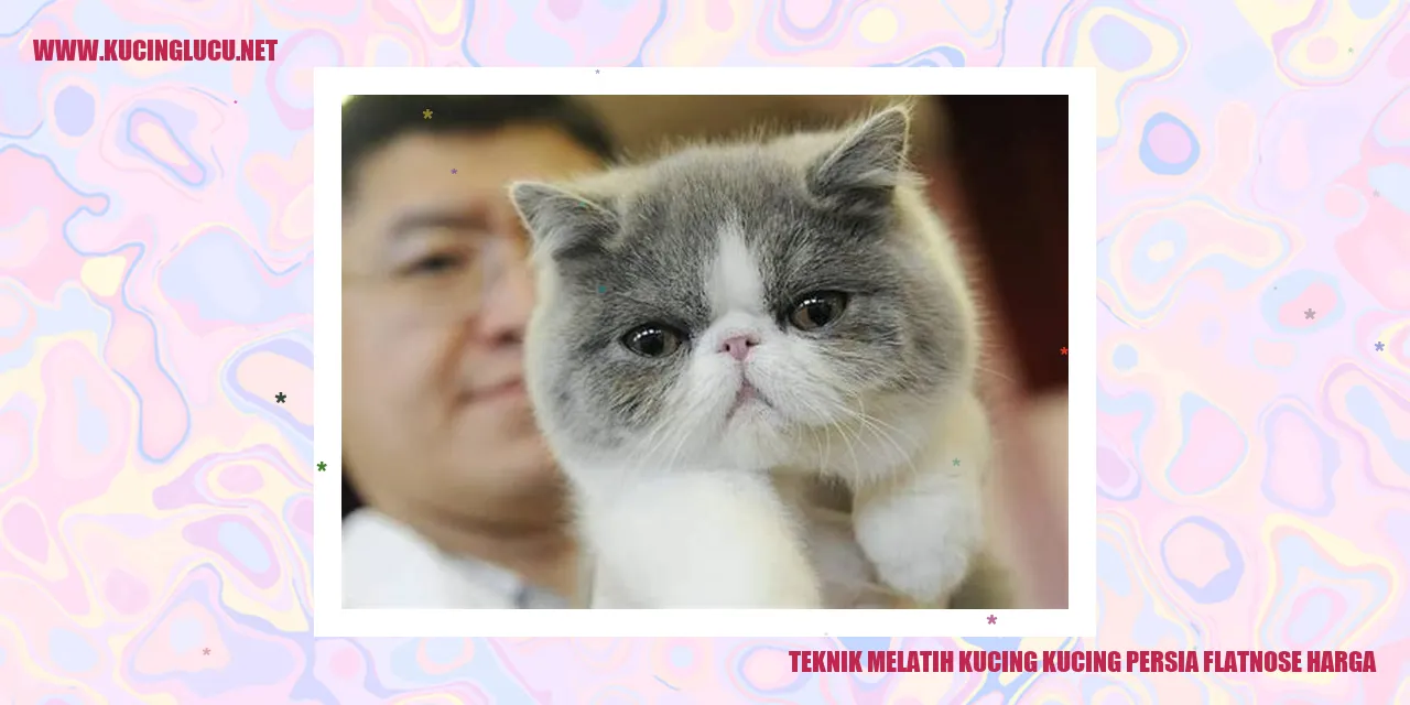 Kucing Persia Flatnose