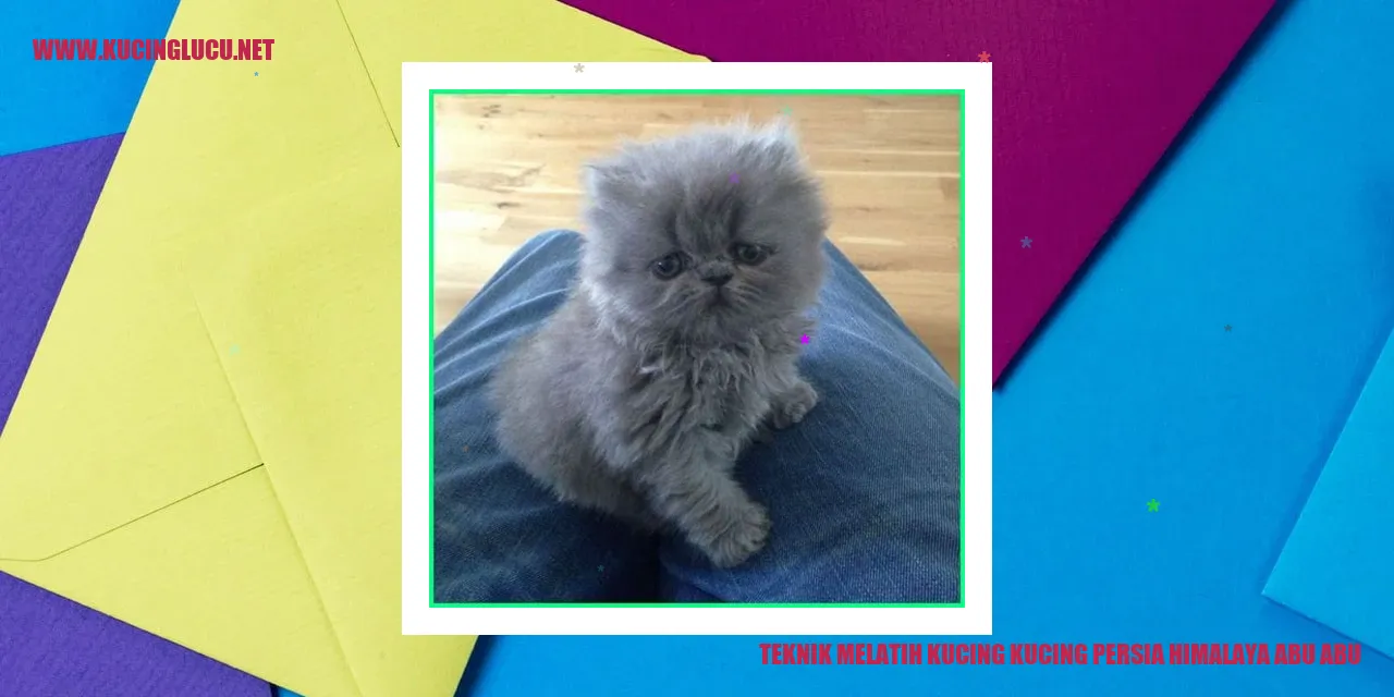 Kucing Persia Himalaya Abu-abu