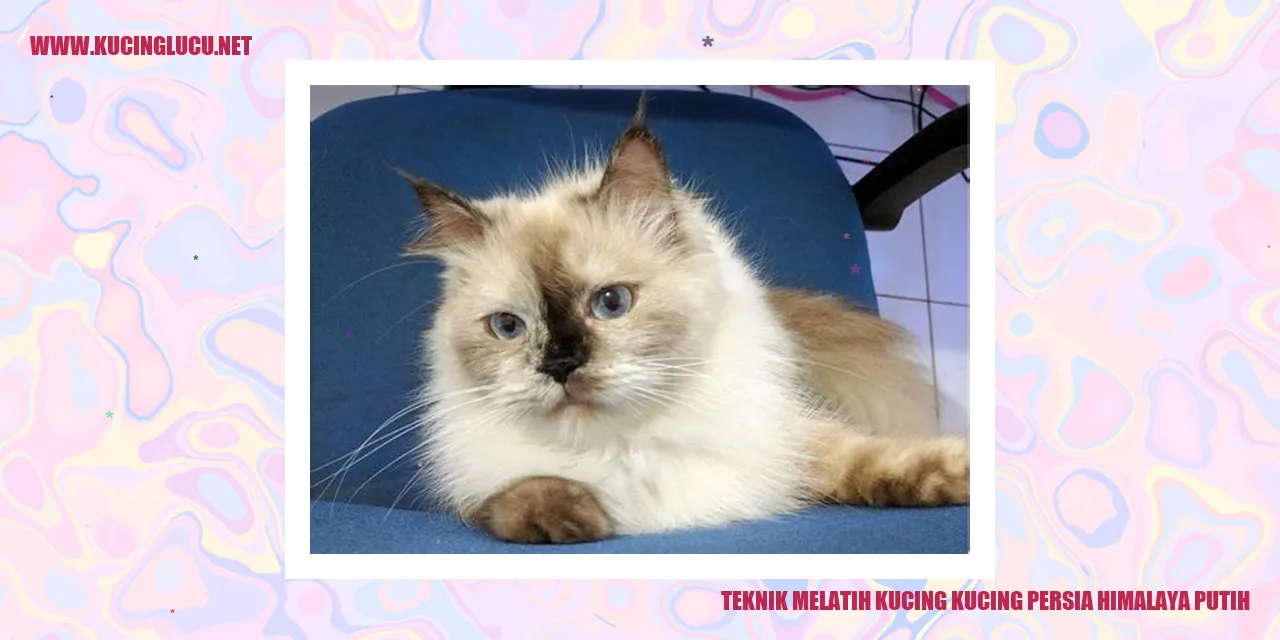 Kucing Persia Himalaya Putih