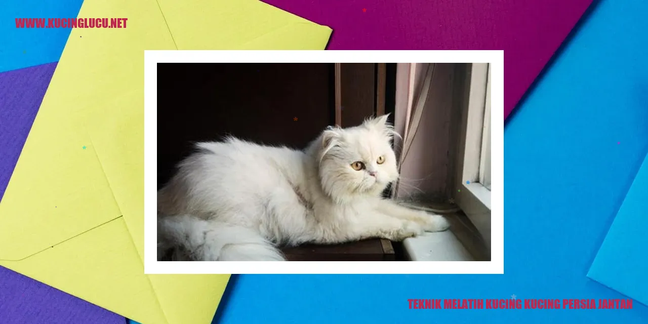 Kucing Persia Jantan
