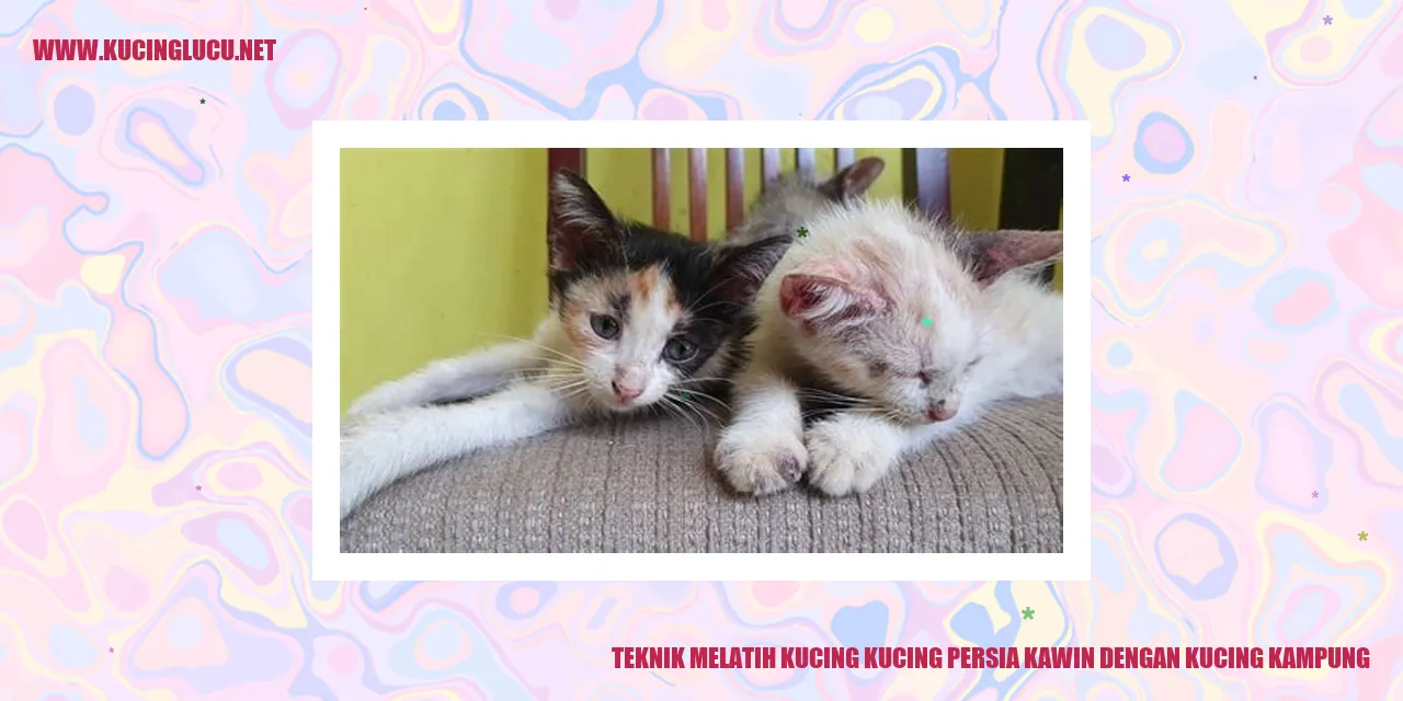Kucing Persia dan Kucing Kampung